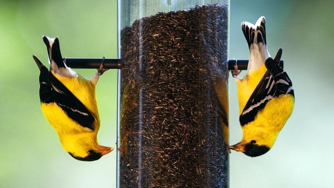 A pair of American Goldfinches (Cardualis tristis) hang upside-down as they feed on thistle seeds from a bird feeder. The feeder is designed to encourage other birds that can't hang upside-down to eat elsewhere.