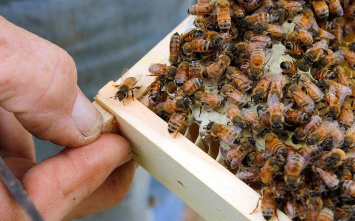 Want To Learn More About Beekeeping? Join a local beekeeping club or attend one of their monthly meetings.