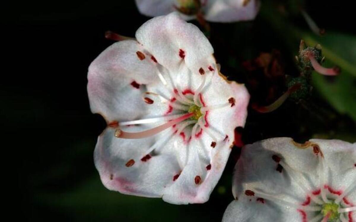 
Delicate mountain laurel blossoms along the Craggy Gardens Trail. A hike at Umstead State Park on May 26 will show off mountain laurels and rhododendron.

