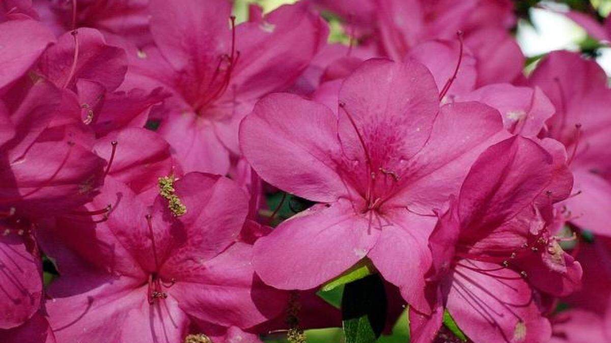 
Azaleas grow vigorously in the Piedmont and often benefit from gentle pruning once the flowers fade. Overgrown plants may require more drastic pruning.

