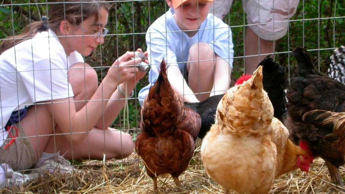 Raleigh’s Tour d’Coop event, a self-guided tour of backyard chicken coops, is June 4.