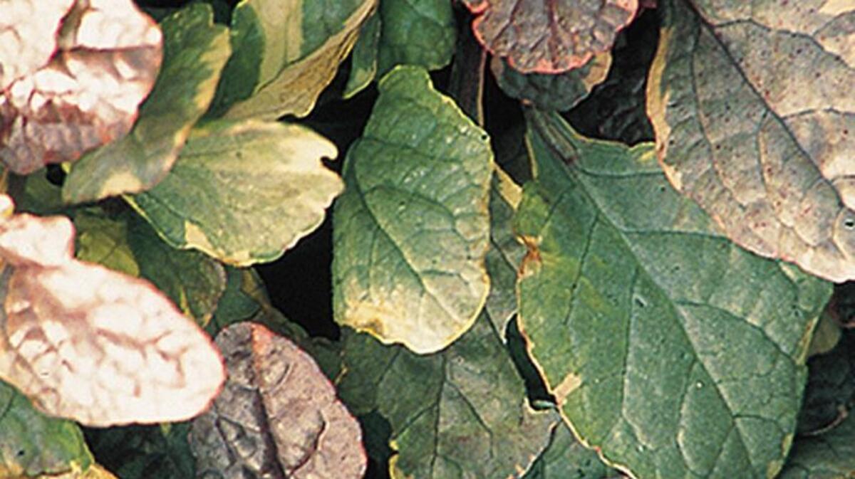 Burgundy Glow ajuga is an excellent ground cover. The variegated colors of its foliage make an interesting display where grass is difficult to grow.
