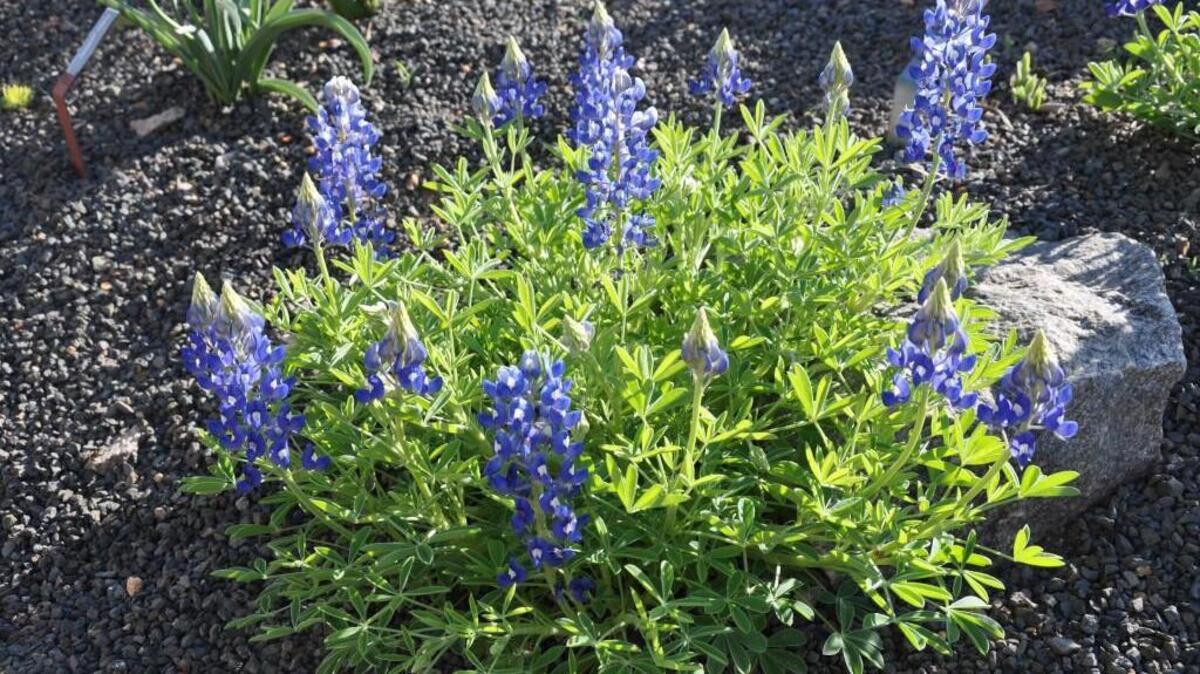 Texas wildflowers, like these Bluebonnets, will be subject of a Feb. 13 lecture at JC Raulston Arboretum.