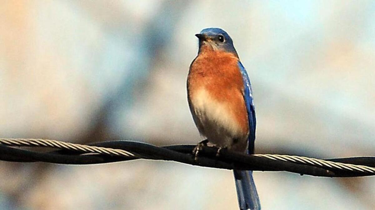 Two upcoming bluebird events in the Triangle.