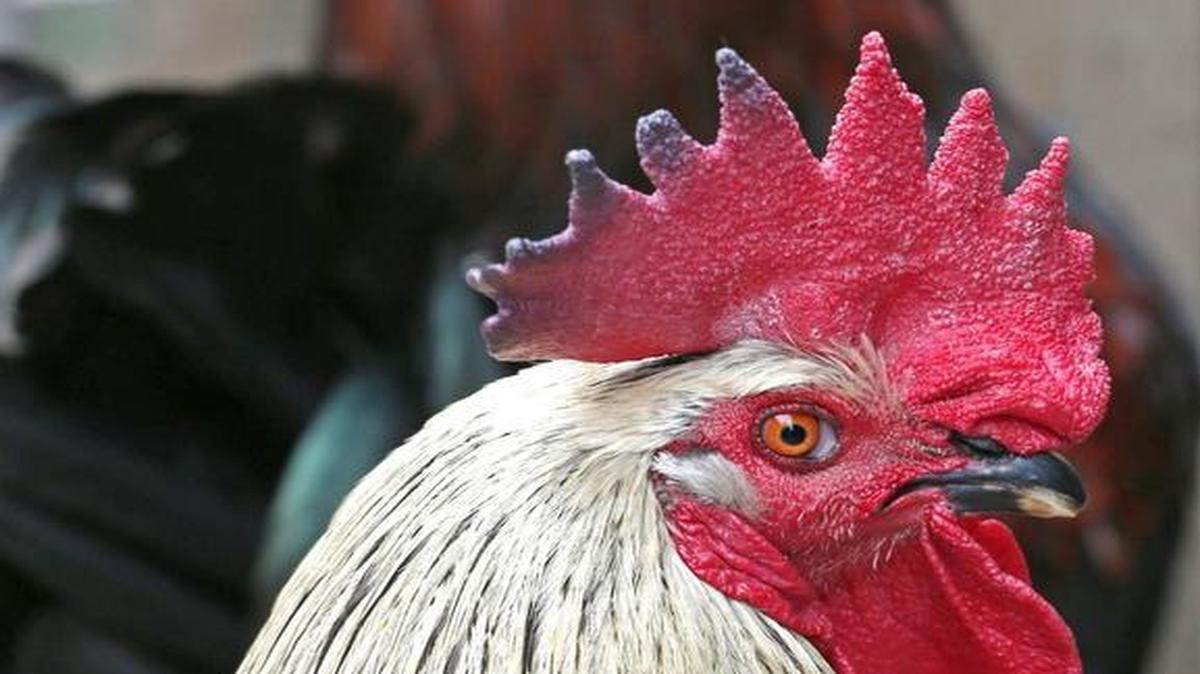 A Franklinton farm is offering rental chickens, coops and feed for those who want try chicken keeping.