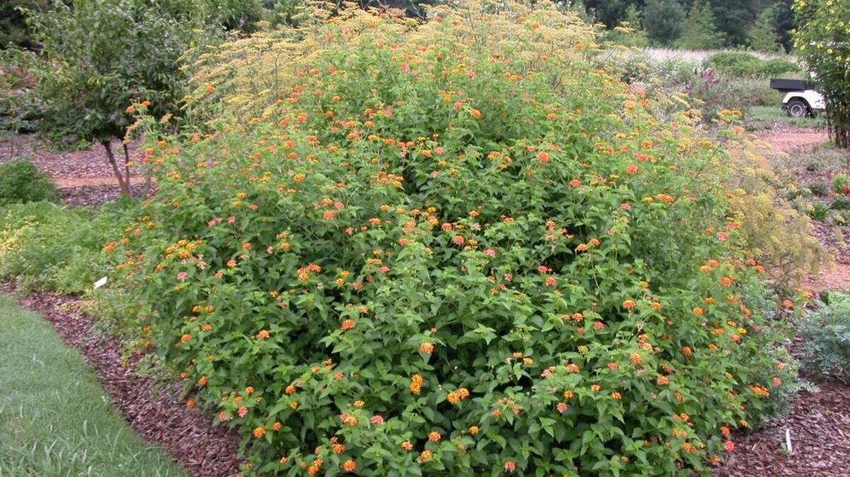 Gardeners should not cut back lantana until spring.