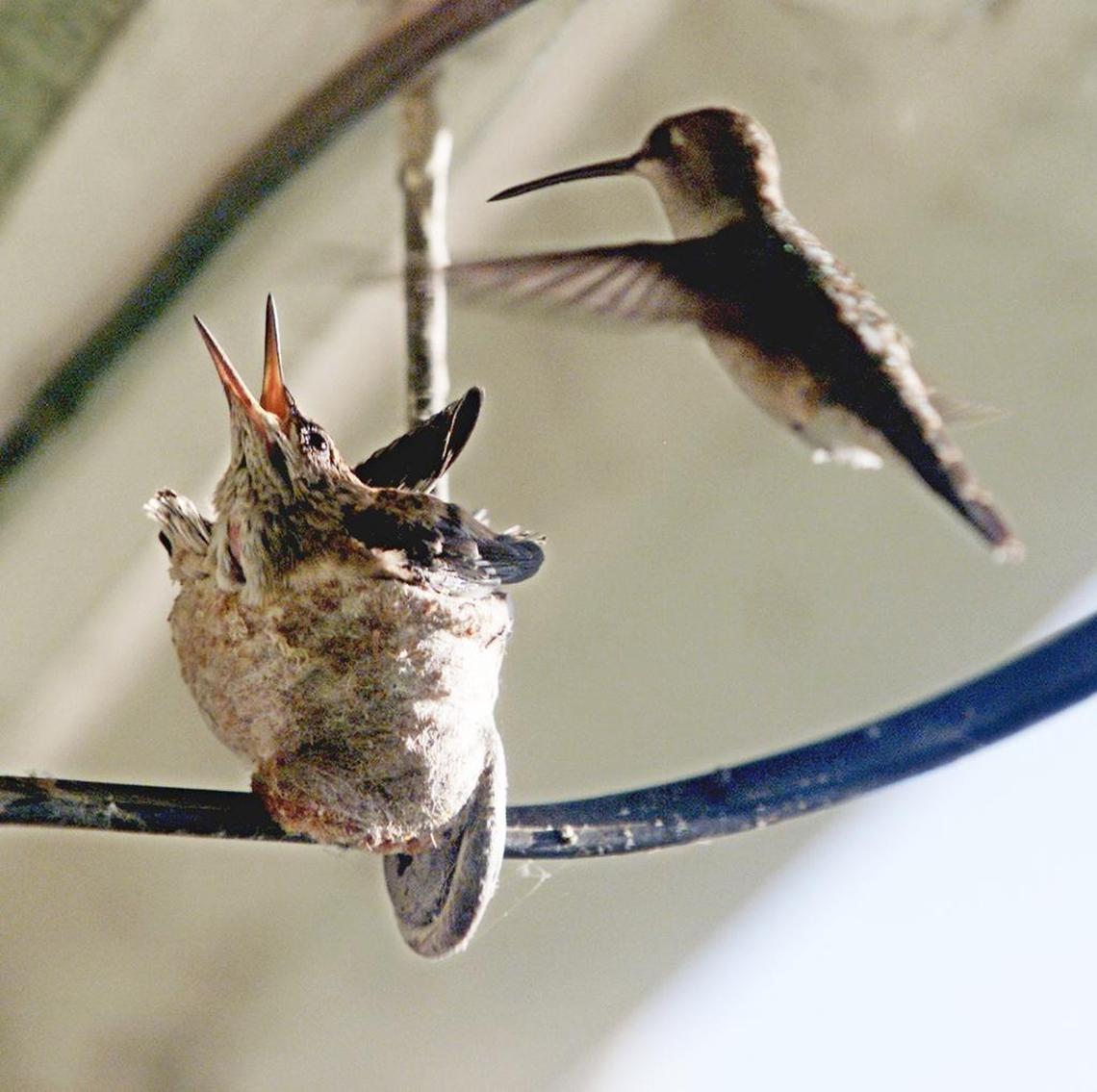 A female Black-chinned Hummingbird comes back to her nest to feed her young. Hummingbirds use spider silk to make their nests.