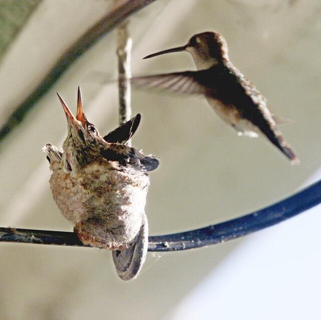 Hummingbird species in NC: Color, size, characteristics | Raleigh News ...