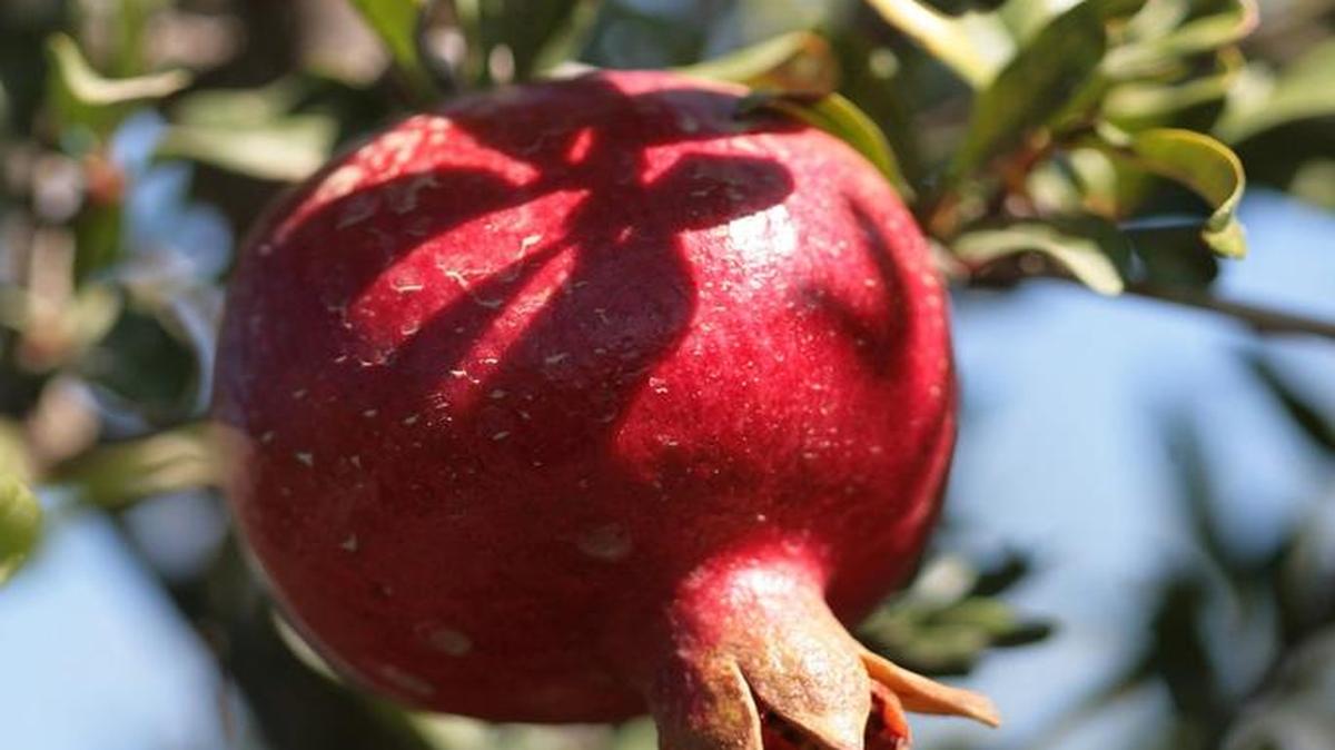 A fruit tree or shrub which grows quite well in our area is the pomegranate (Punica granatum), which makes a small, shrubby plant to about 15 feet tall with multiple stems.