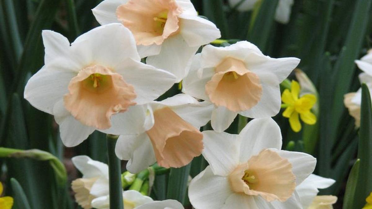 This peach and white daffodil is named Sweet Smiles. It is among a number of daffodils that bring colors other than yellow to the spring garden.
