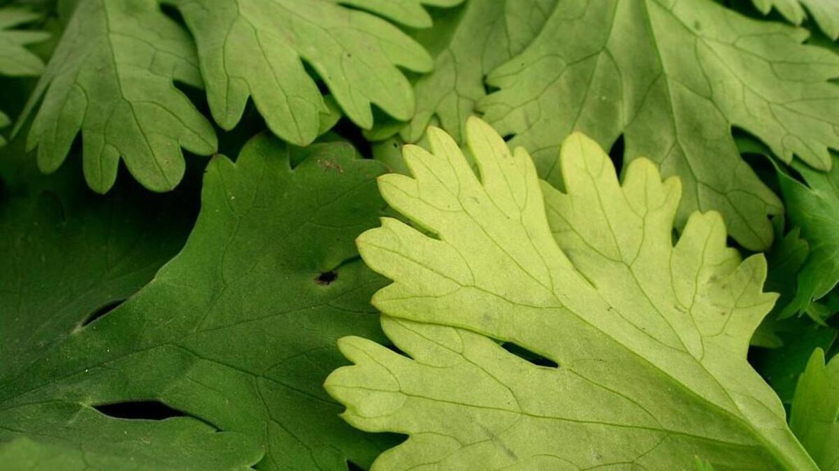 The herb of the year, cilantro, will be featured at Wake Forest’s annual HerbFest that takes place April 21-23 and April 28-30 at 527 S. White St. in downtown Wake Forest.