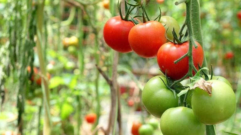 Is it the extreme heat or drought killing your NC tomato plants? Probably both