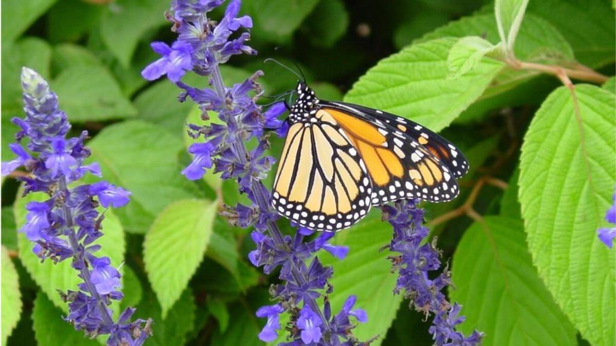 Chatham County Cooperative Extension is offering three dates for its popular pollinator conservation workshop and garden tour.