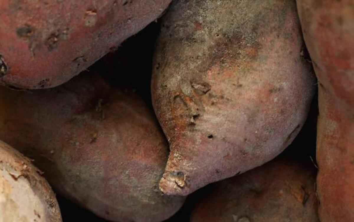 Deborah Brogden of Brogdens Produce grows traditional sweet potatoes at the Creedmoor farm she runs with her husband, Ronnie.