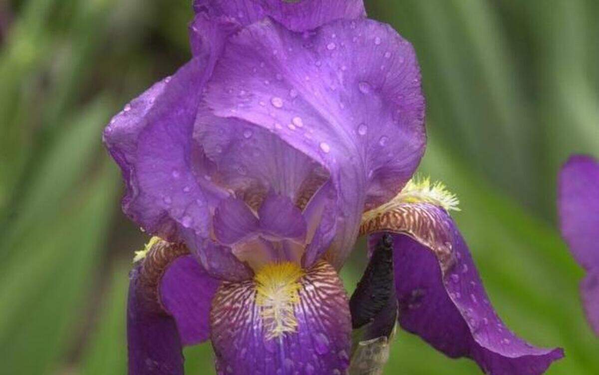 Bearded irises are among the most beautiful garden flowers but will benefit from division and replanting of rhizomes when clumps become crowded.