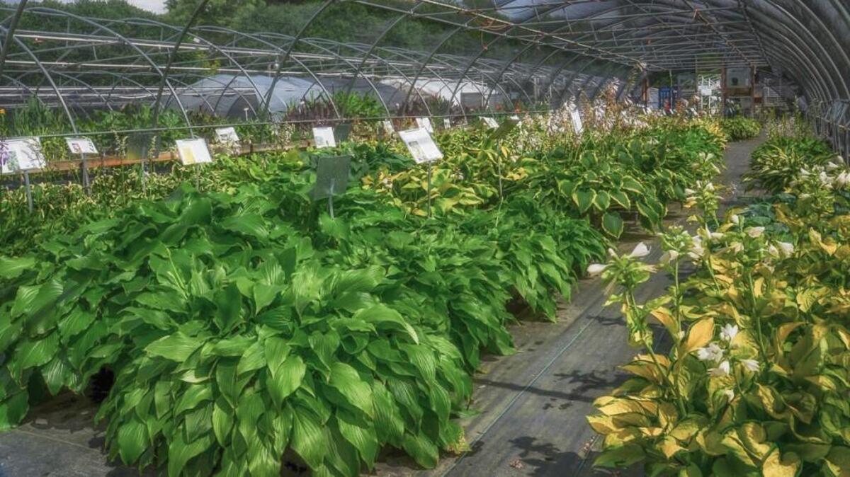 Inside the greenhouses at Plant Delights Nursery in southern Wake County, which is hosting open houses the second and third weekends in July.