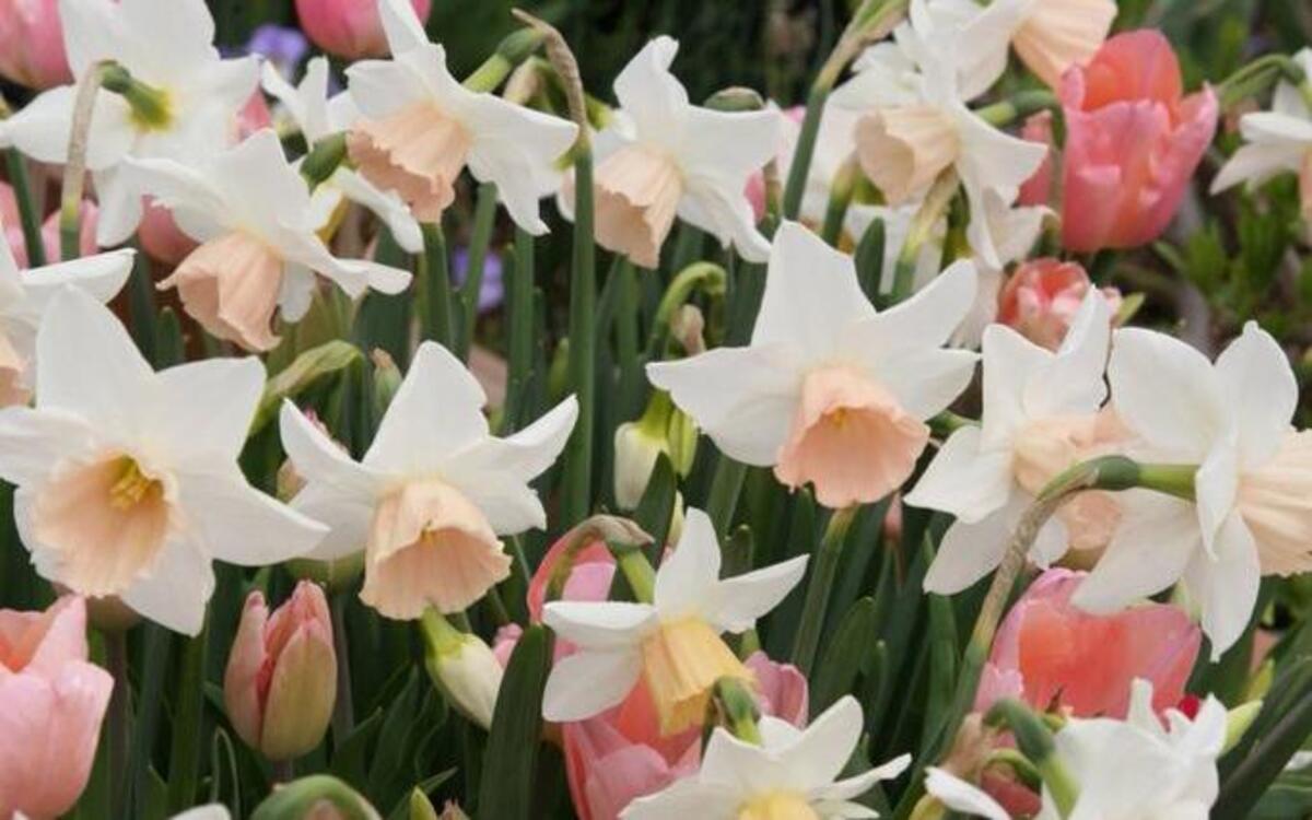 Sarah P. Duke Gardens is offering a bulbs gardening class on Sept. 27.