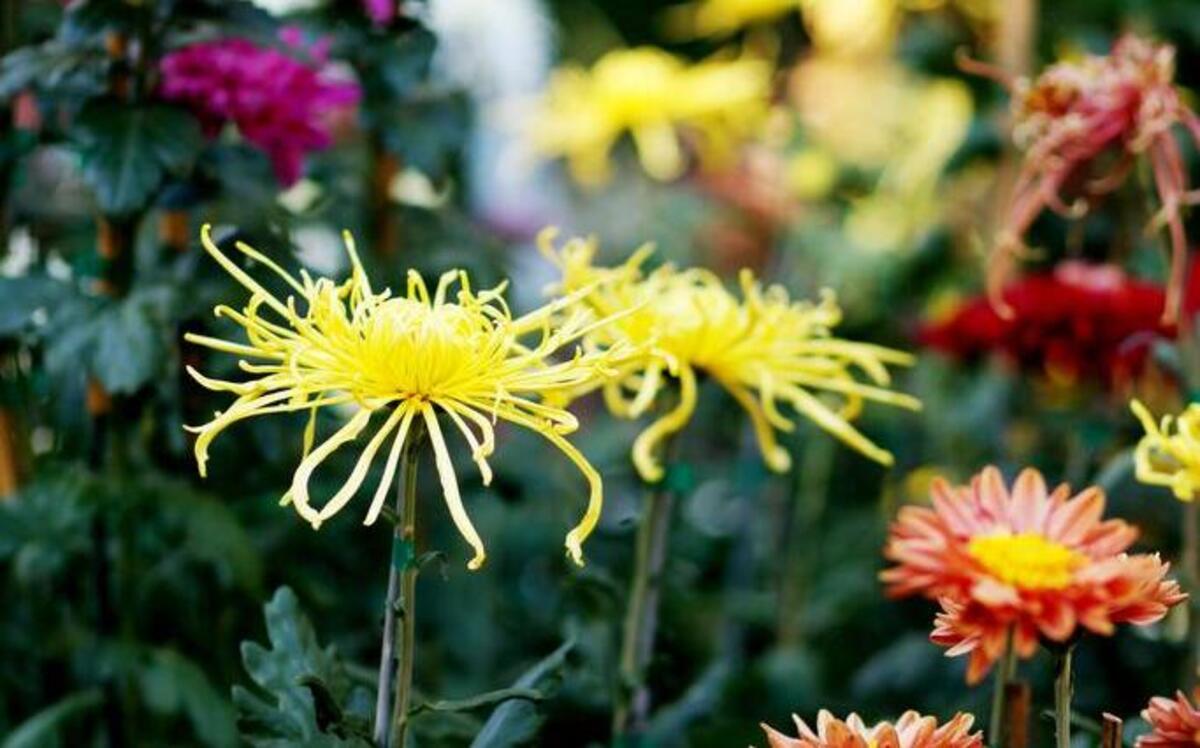 
Raleigh gardener Joan Matthews grows an abundance of unusual chrysanthemum varieties in her small Five Points backyard. She will speak Oct. 8 at the JC Raulston Arboretum. 

