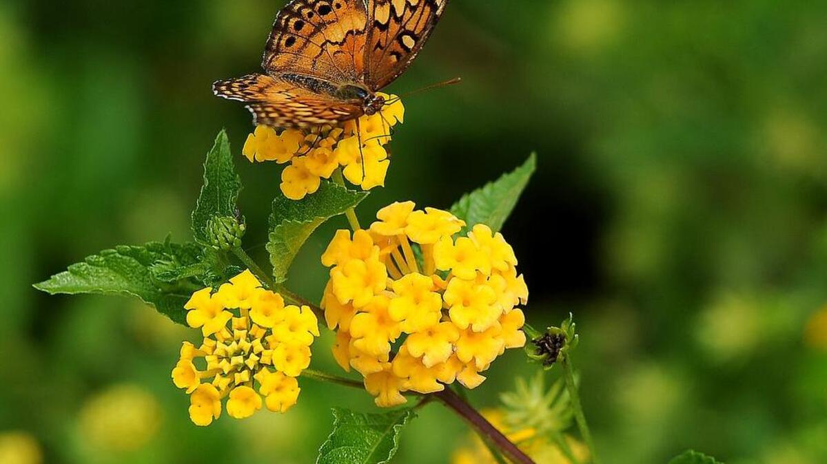 A butterfly rested on a lantana bloom outside the Carolina Panthers practice fields in Charlotte last September.