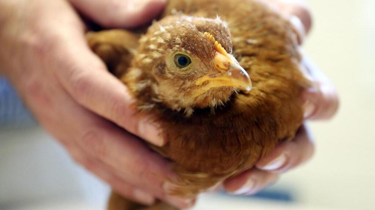 To minimize the potential exposure of H5N1 to domestic fowl, the state Department of Agriculture has issued several recommendations, including asking backyard poultry farmers to register their coops and restricting public access to chickens at the N.C. State Fair and at other public events, including cancellation of this fall’s Bull City Coop Tour.