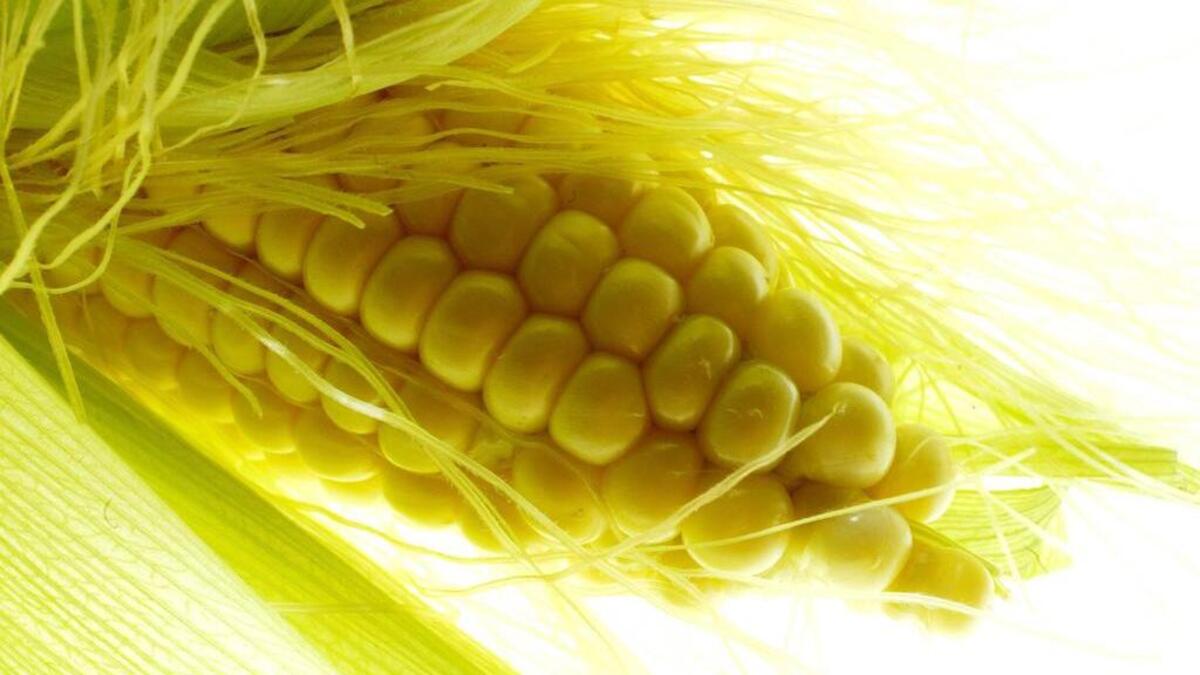 Sweet corn.