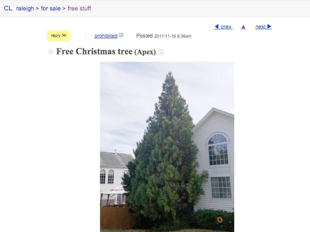 A screenshot of the evergreen tree offered on the Raleigh Craigslist as “Free Christmas tree” on Thursday, Nov. 16, 2017.
