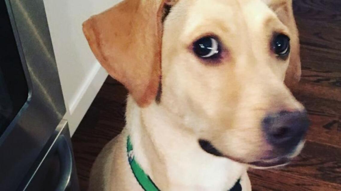 Get a new dog when you’re ready, they said. And then the journey began.