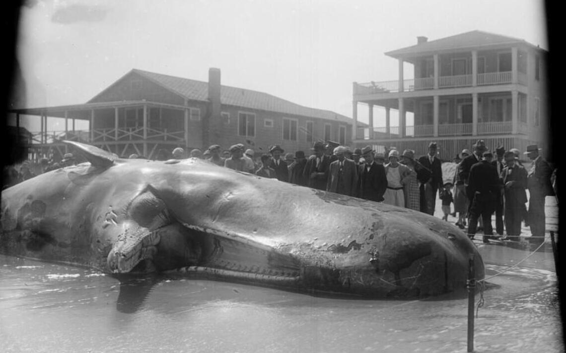 The NC science museum’s whale tail tale