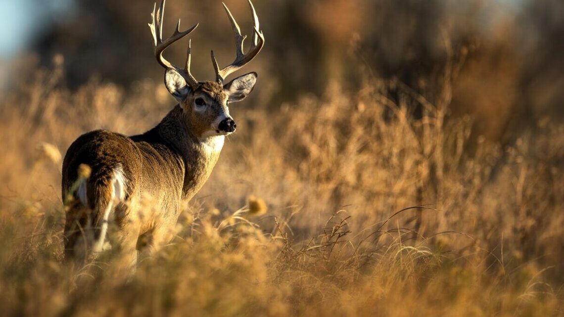 5 things to know before late-season deer hunting in the Midwest