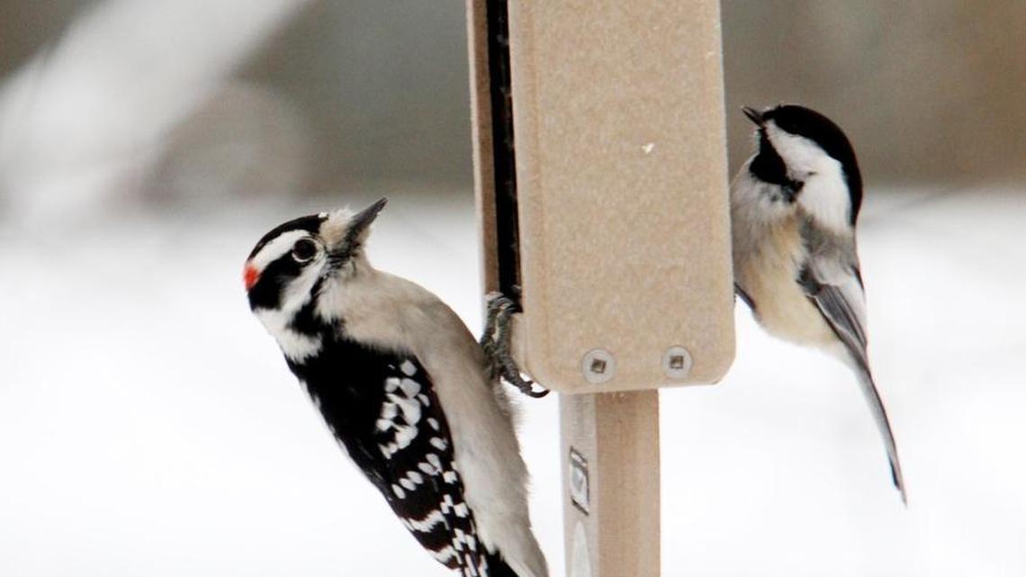 How to create a bird-friendly environment around your home