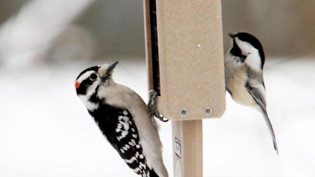 Add suet boxes to your bird feeding regimen. These treats are high in fat and often include other nutritious ingredients, such as berries and nuts.