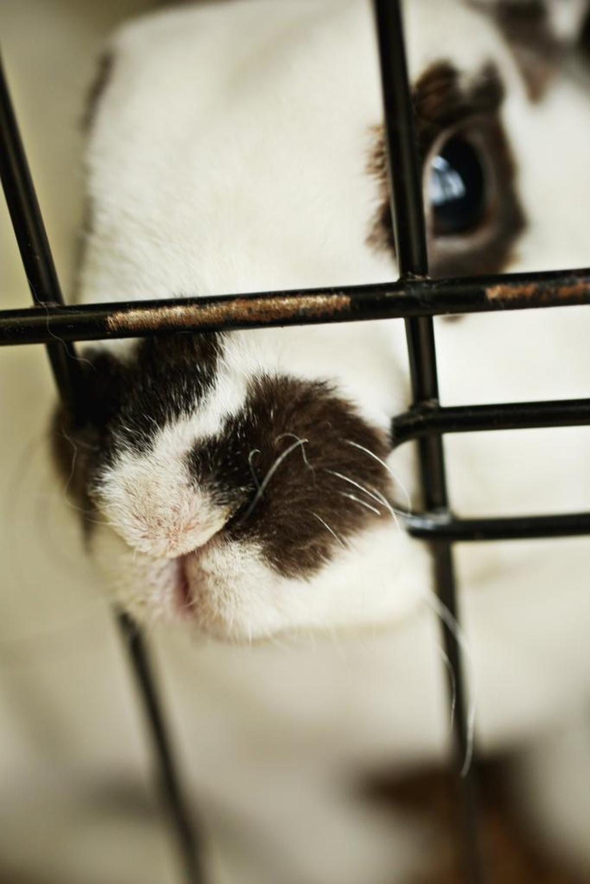 The SPCA of Wake County in Raleigh takes in more than just dogs and cats - they often have several rabbits and even some guinea pigs. Luna, a Rex-Mini mix, has been at the shelter for a while. The SPCA celebrates 50 years of life saving service on June 7th.
