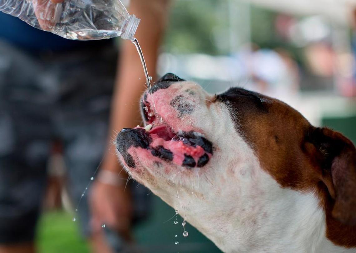 Keeping your dog hydrated is critical during the hot summer season.