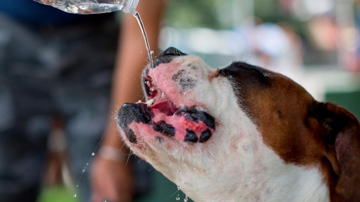 Staying hydrated is, “absolutely critical.” Humans and pets alike are susceptible to heat-related illnesses.
