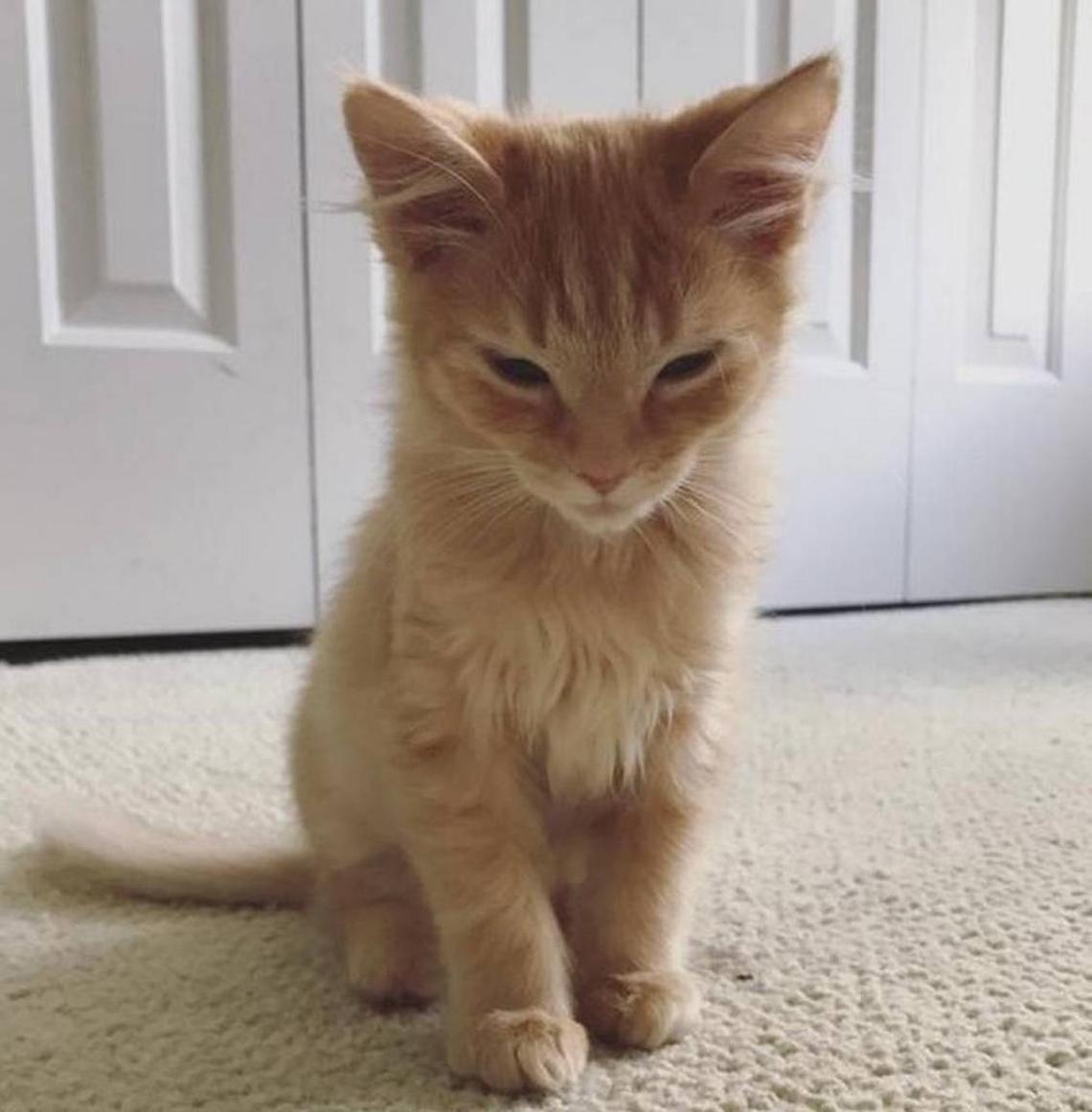 Chevelle is very sleepy, but he’ll still be at tonight’s cat cafe at Unleashed at City Market.