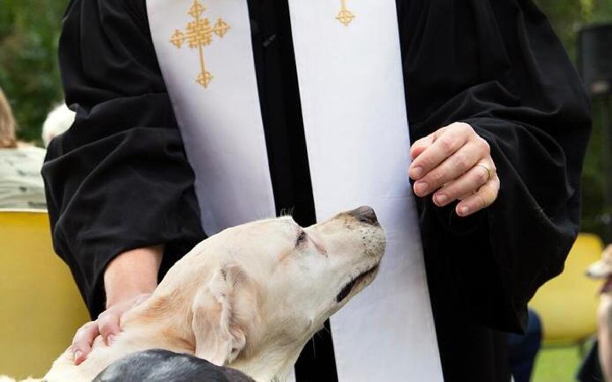 Associate pastor Bob Stillerman blesses dogs at the 2014 Annual Blessing of the Animals at Millbrook Baptist Church in Raleigh.