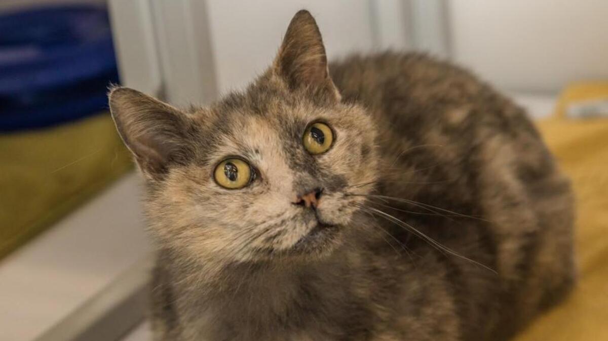 Agatha has a dilute torti coat and is a very sweet kitty who loves people and loves to be petted. If you go out to meet her, her guardians at SAFE Haven are sure you’ll fall in love right away.