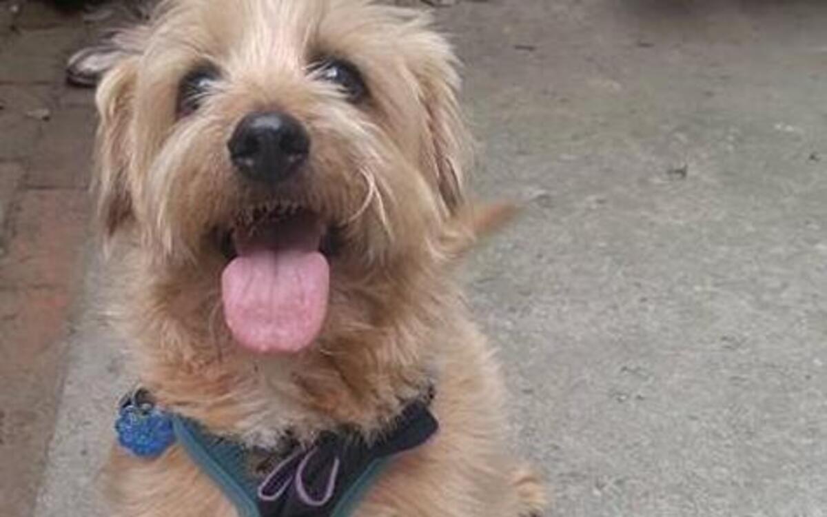 Dog-Friendly Durham hosts food and walking tours of Downtown Durham – and you don’t even need your own dog to participate! You can bring your own dog or get paired with a “foster dog” from a local rescue.