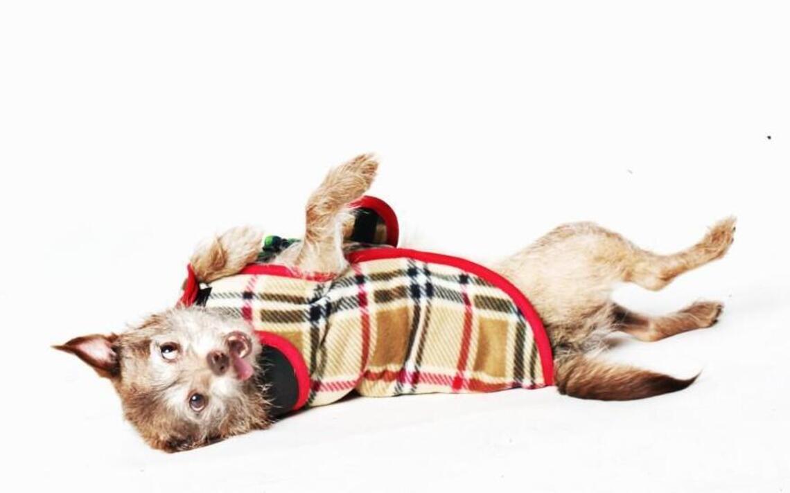 Don’t forget special treats for your pets