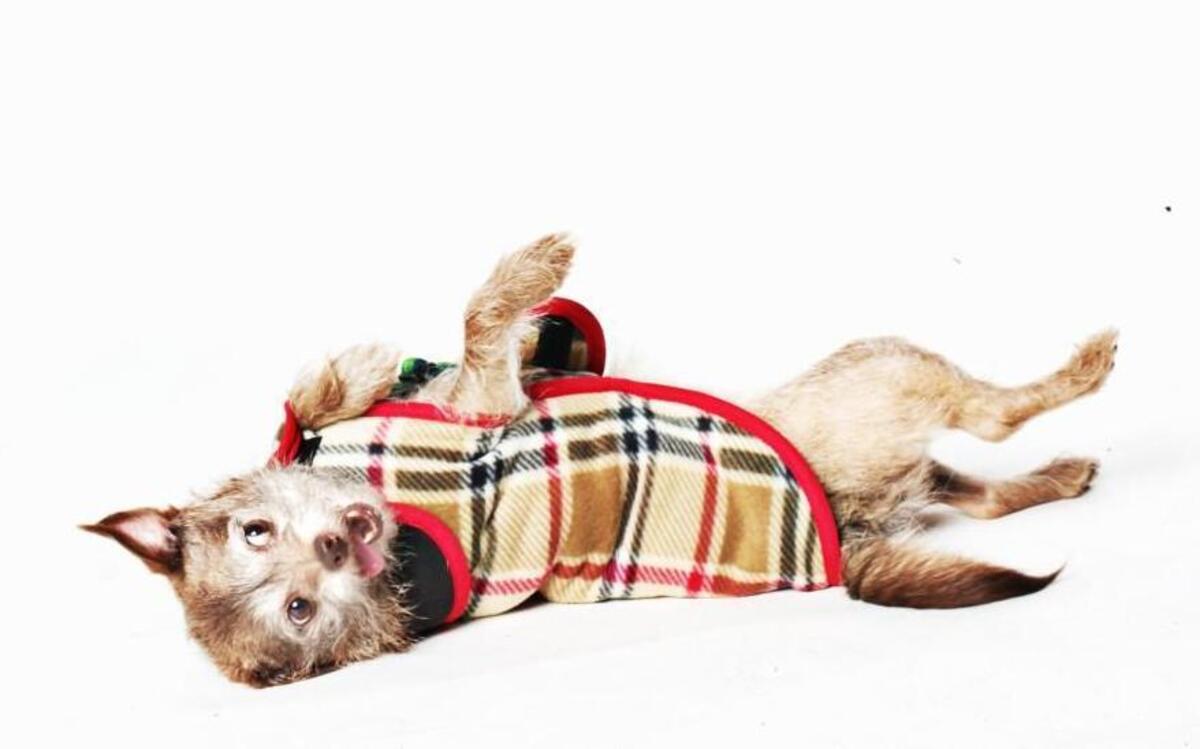 We love these stylish Ilkare coats for dogs. They’re made in Raleigh by Christel Ellsberg, a custom tailor who works for Raleigh Denim. The coats are available in different prints (this is London Plaid) the line also includes rain jackets. $35-$45.