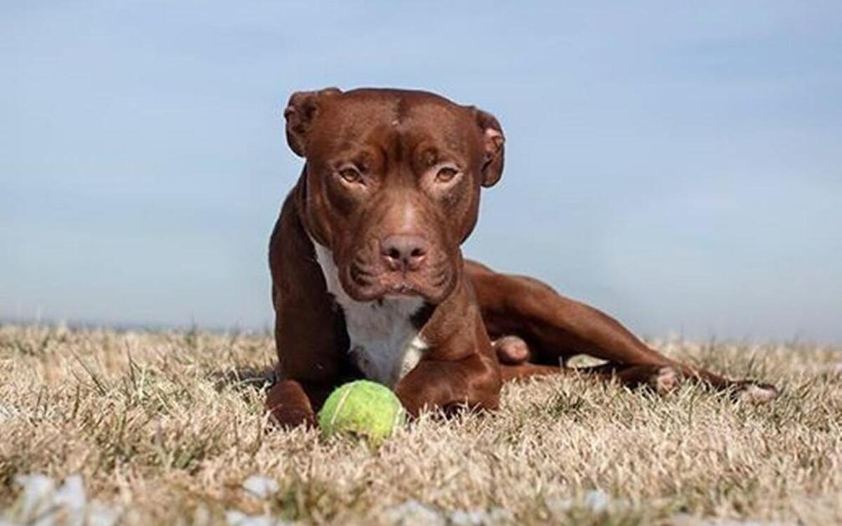 Chandler is a good boy who is already house- and crate-trained.