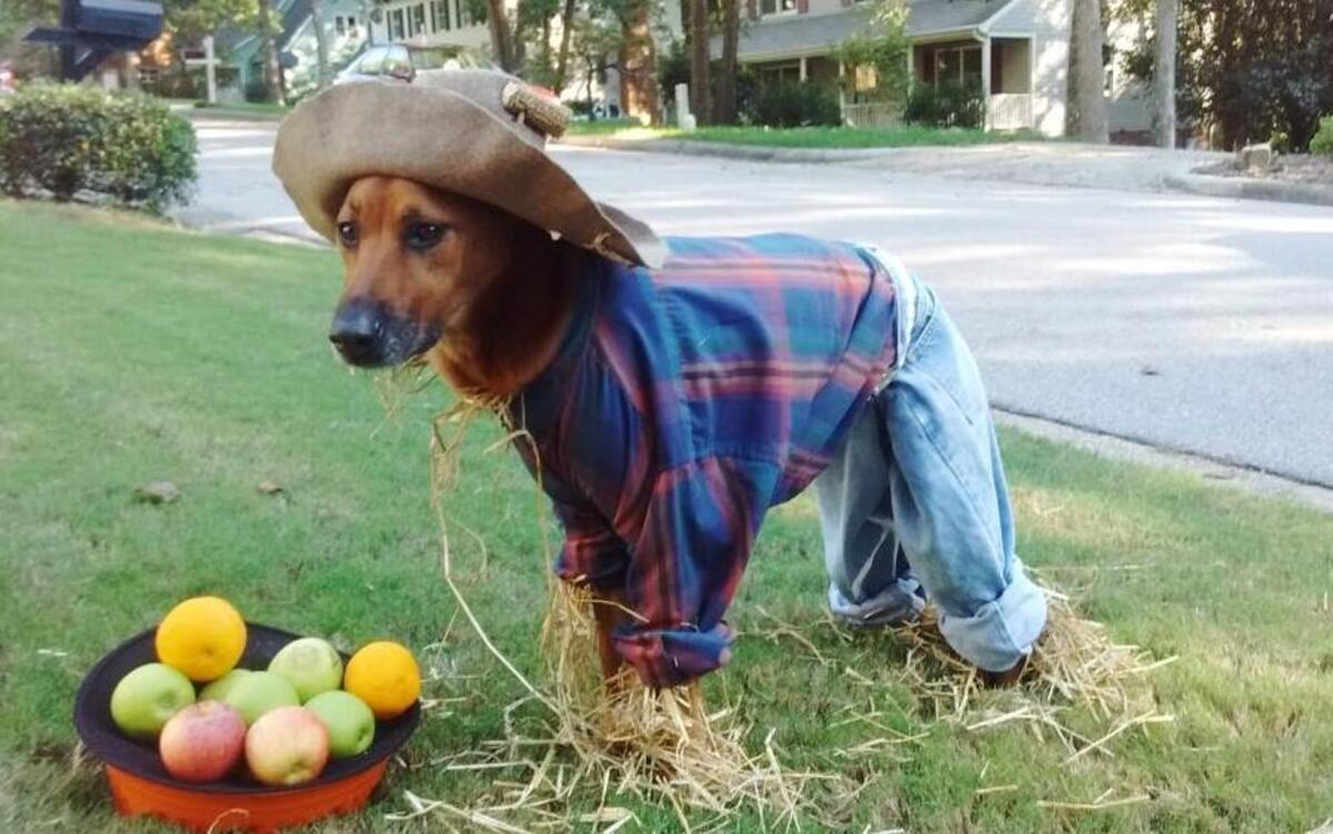 First place: Koko, dressed as Scarecrow from “The Wizard of Oz,” belongs to Matt Gaebel, a graduate student living in Cary. Matt adopted Koko, who just turned 6, from the Wake County Animal Center in 2010. “She’s been a blessing from Day one,” says Gaebel.
