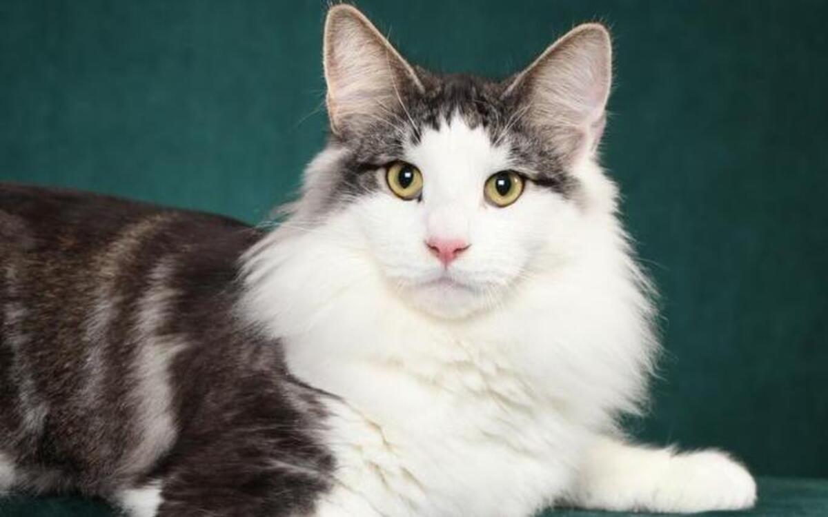 Norwegian Forest cat, Roni Dumny Kot of Eowyn, will be at the It’s TICA Time Cat show in Raleigh.
