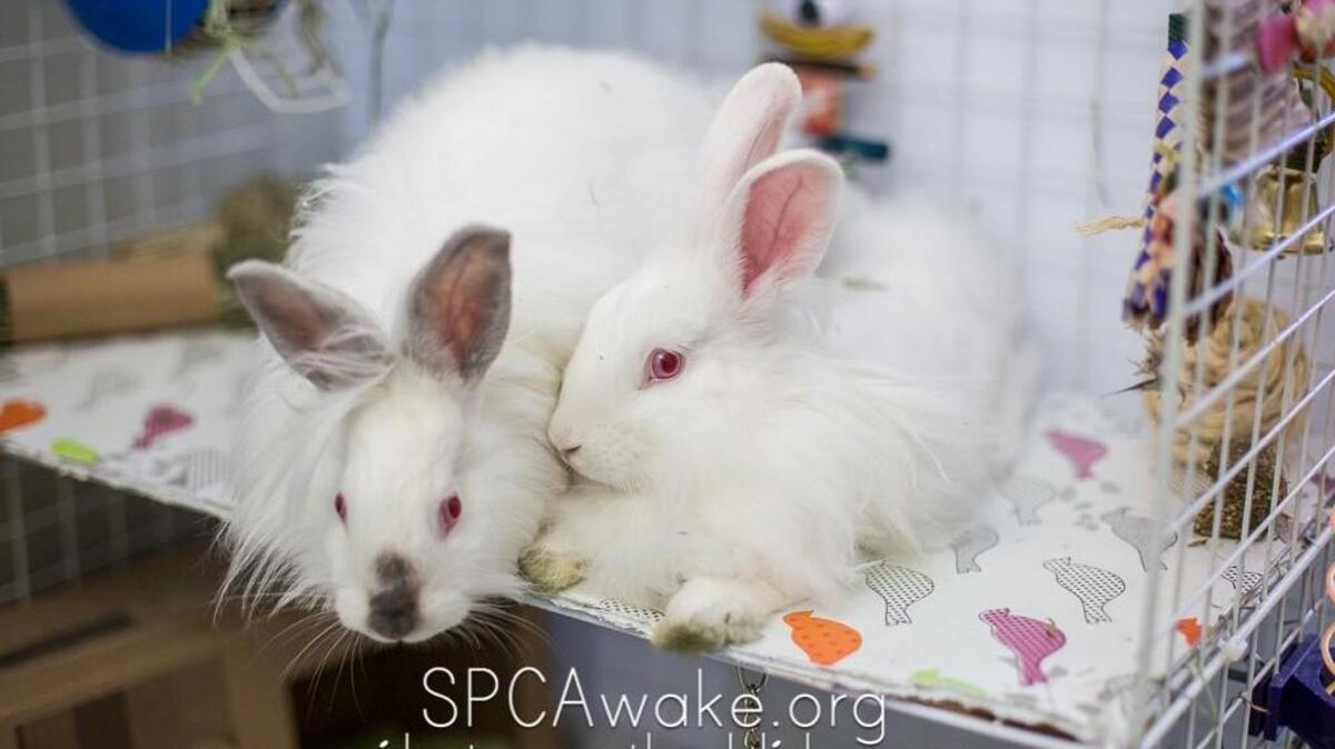 Lisa and Kelly are bonded Jersey Wooly mix bunnies available for adoption – together – at the SPCA of Wake County.