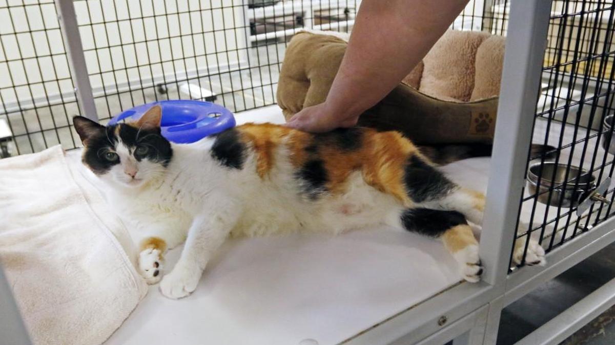
Reclining luxuriously in her own cat condo, Mystique, a 13-year old calico female is roused from her relaxation by SAFE Haven for Cats adoption counselor Ginger Rice Friday afternoon, October 9, 2015 when it is time for some activity in the cat playroom. Mystique's owner passed away this year and she is being cared for at SAFE Haven until she can be adopted. Mystique has been at SAFE Haven for Cats on Garvey Drive in north Raleigh since July, 2015.
