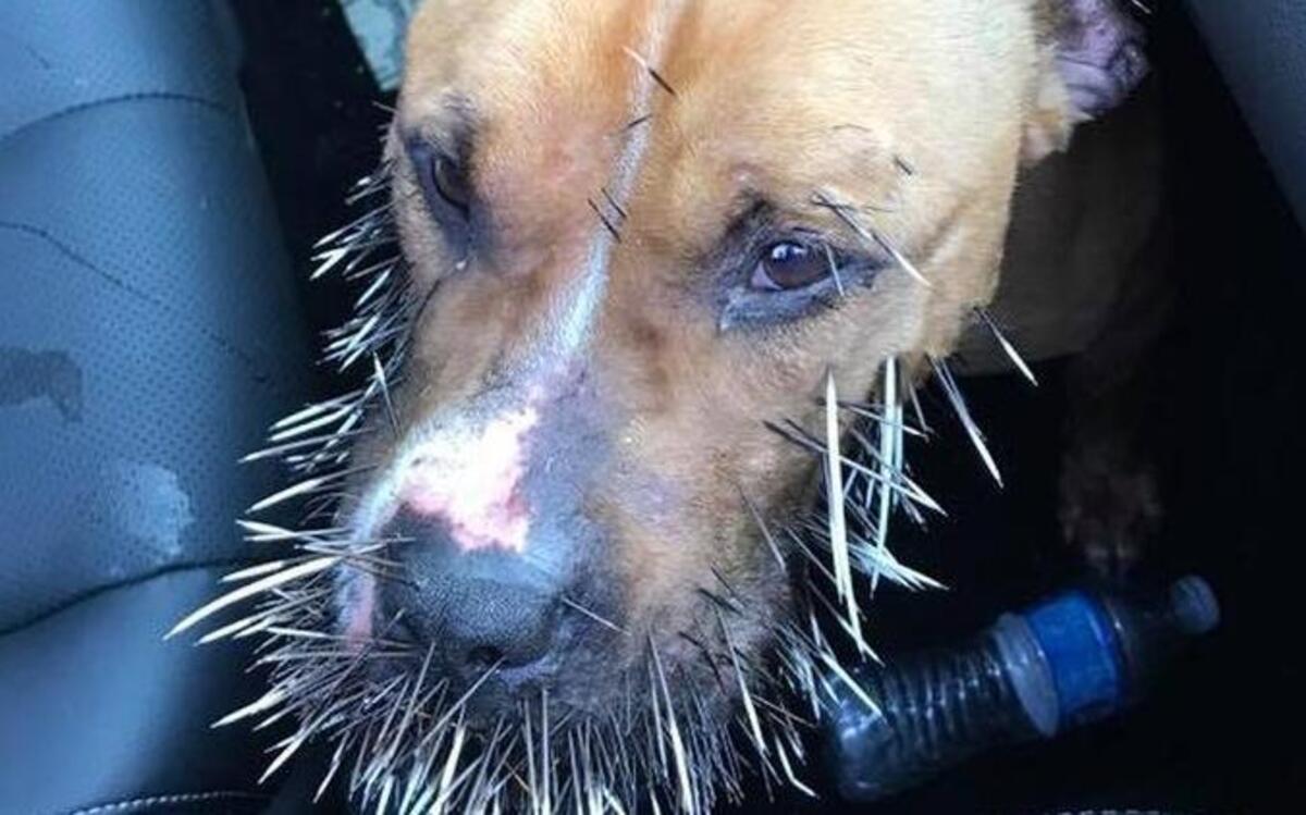 The Danbury N.H. Police Department posted this photo on their Facebook page on June 10 stating: Found. This dog was found this morning in Danbury. Please let us know if he belongs to you. We'd like to get him home