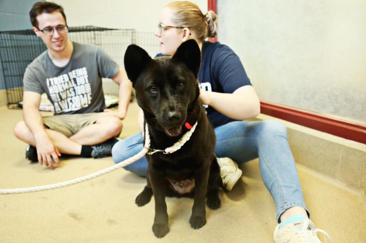 "It's free therapy," says Madilyn Tarrant, right, visiting with her friend, Devin Hoops, as they stroke Bear, a German shepherd mix, at the SPCA of Wake County in Raleigh on Monday, June 5, 2017. The SPCA of Wake County celebrates 50 years of life saving service on June 7th.