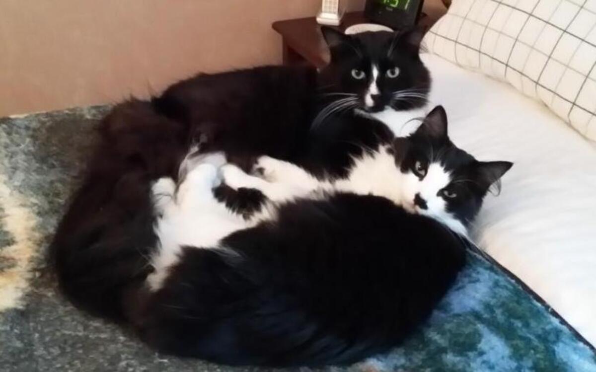 Beta and Delta.