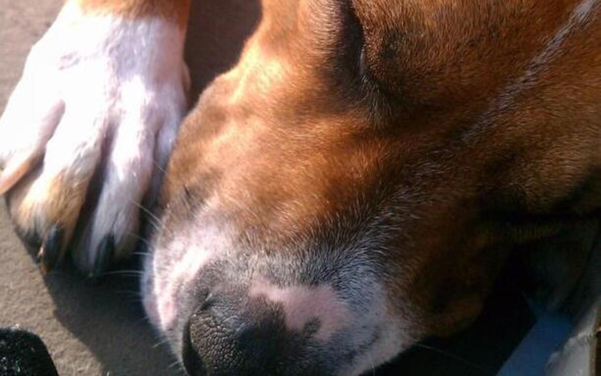 Sasha, a hound mix, is playful and snuggly. She’s currently in foster care with the Wake County Animal Center.