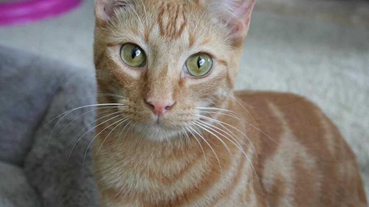 Paprika is loving and outgoing in his foster home, comes when he is called and talks to his foster mom and dad.